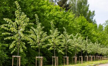 SDC Free Trees for Town and Parish Councils