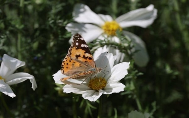 Wellesbourne Open Gardens for Wildlife